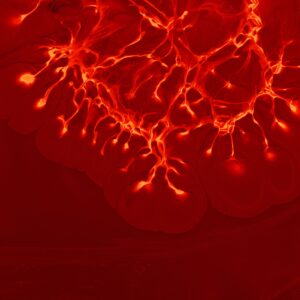 Red Coral (Moonga)